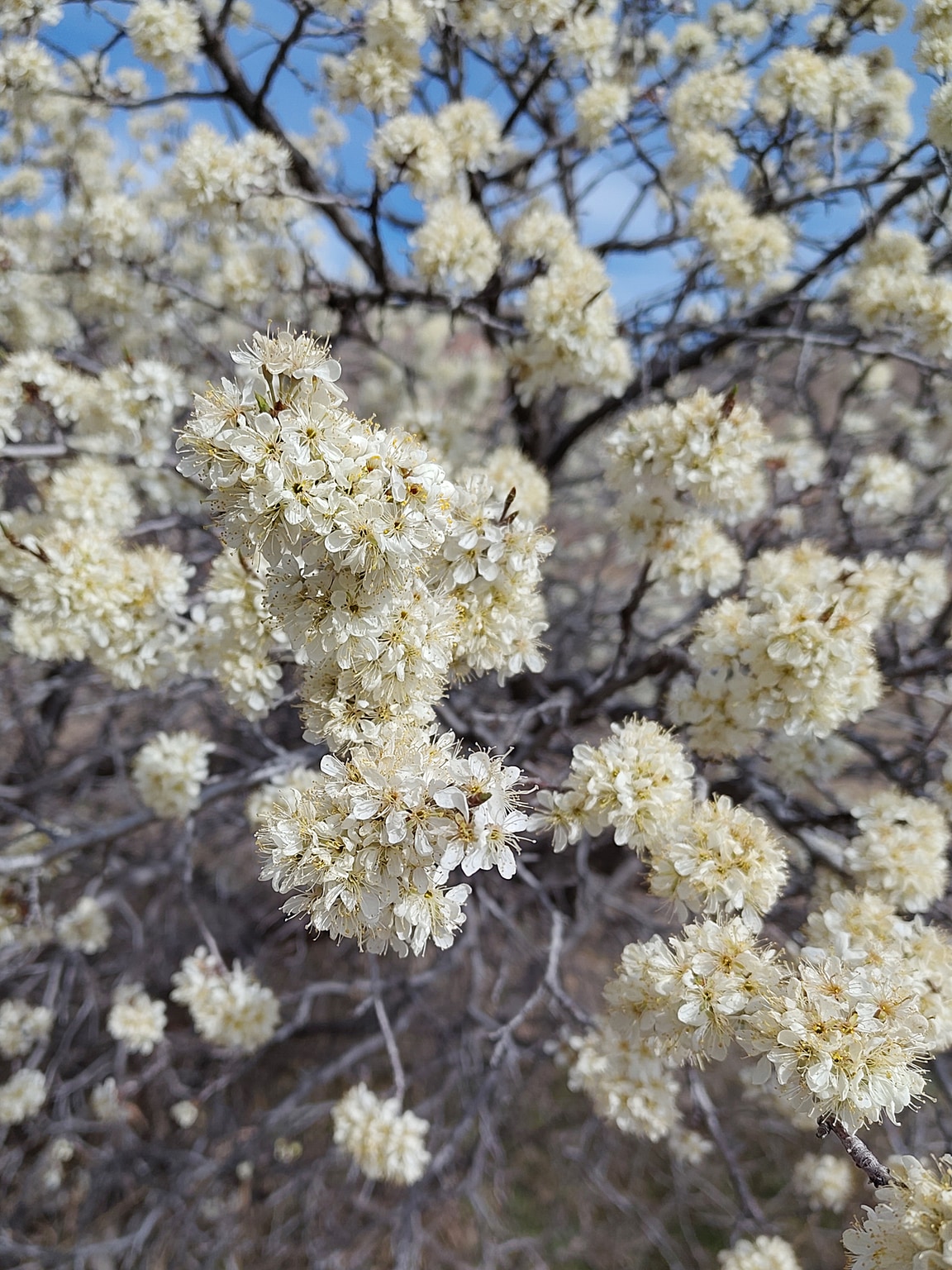 Clusters of white blossoms with thin yellow pollen stems emerging from the center.