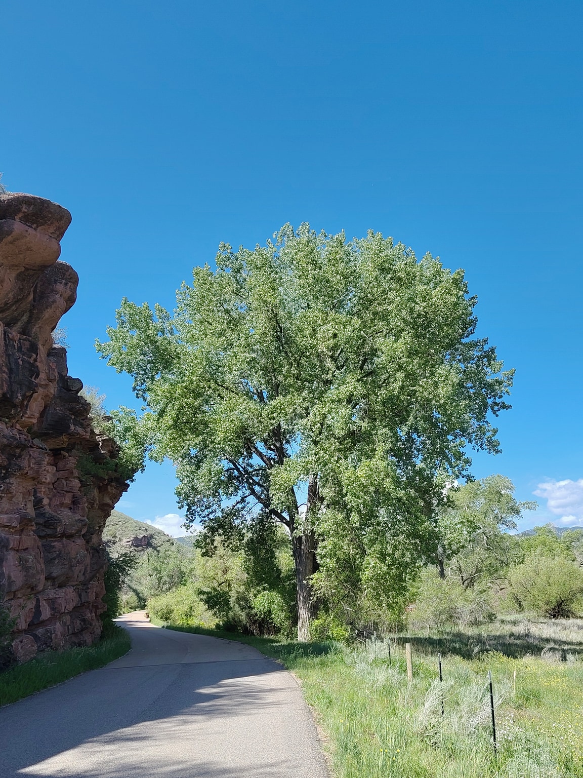 A huge old cottonwood tree with many thousands of fresh green leaves growing next to a rock cliff and with a brilliant blue sky beyond.